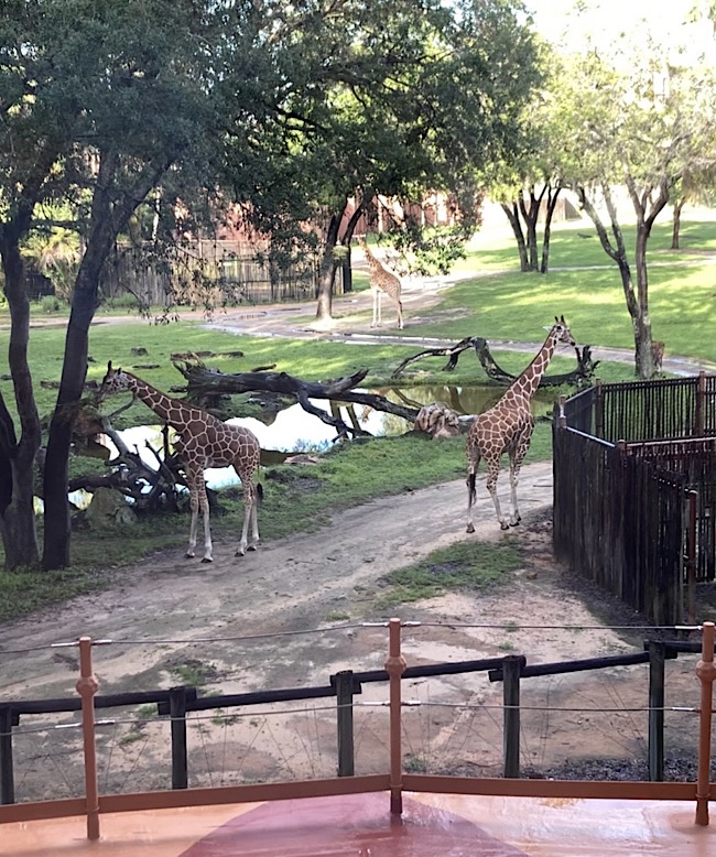 アニマルキングダム フロリダディズニー WDW キリン